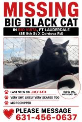 Lost Male Cat last seen Cordova road and 9th Ave Rio vista neighborhood, Fort Lauderdale, FL 33316