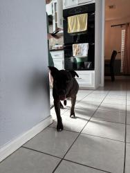 Lost Female Dog last seen Mill point dr, Houston, TX 77059