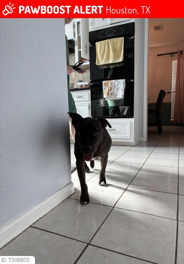 Lost Female Dog last seen Mill point dr, Houston, TX 77059