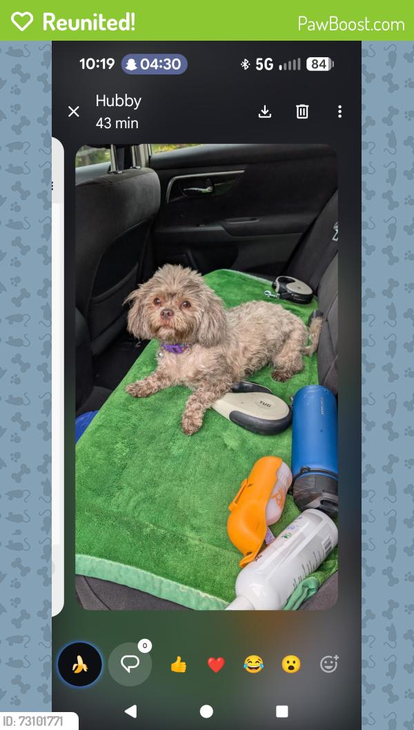 Reunited Female Dog last seen Target parking lot, Massillon, OH 44646