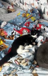 Reunited Female Cat last seen Hawkesley, Birmingham B38 9QW, UK, Hawkesley, England B38 9QW