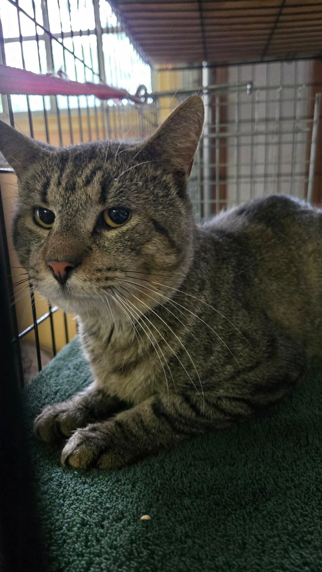 Shelter Stray  Cat last seen Northampton Boulevard, VIRGINIA BEACH, VA, 23455, 341 S Birdneck Rd, Virginia Beach, VA 23451, USA