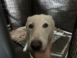 Shelter Stray Female Dog last seen Near Drifitng Circle Drive, Vista, CA, 92081, Oceanside, CA 92058, USA