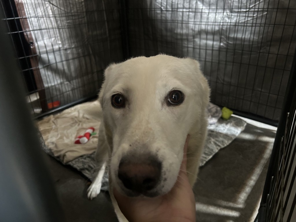 Shelter Stray Female Dog last seen Near Drifitng Circle Drive, Vista, CA, 92081, Oceanside, CA 92058, USA
