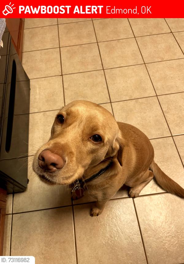 Lost Male Dog last seen 164th and penn, Edmond, OK 73013