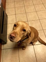 Lost Male Dog last seen 164th and penn, Edmond, OK 73013