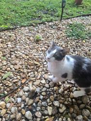 Lost Female Cat last seen Milk District, Orlando, FL 32803
