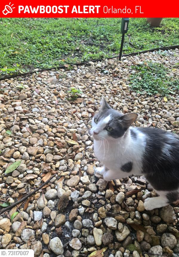 Lost Female Cat last seen Milk District, Orlando, FL 32803
