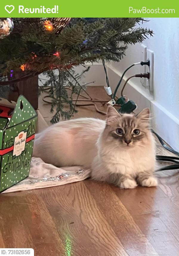 Reunited Female Cat last seen Curtner and Hocking Way, San Jose, CA 95124