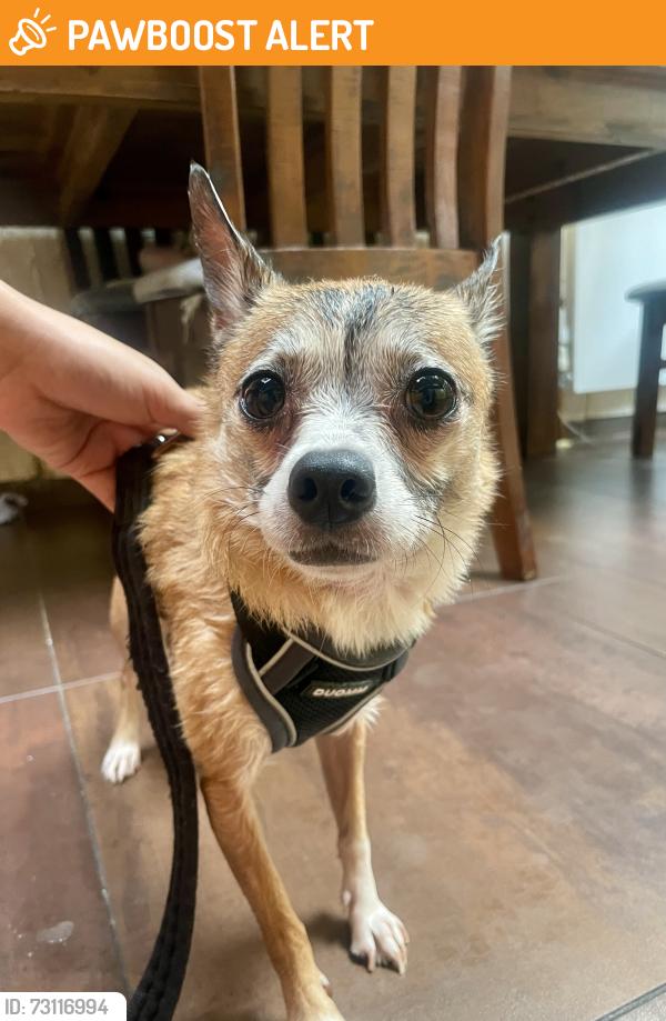 Found/Stray Female Dog last seen Ringslade Road, London N22, Wood Green, England 
