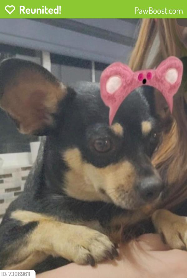Reunited Female Dog last seen Near th ave and thomas, Phoenix, AZ 85033