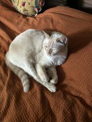 Reunited Male Cat last seen in the neighborhood by the jewel on main st., Downers Grove, IL 60516