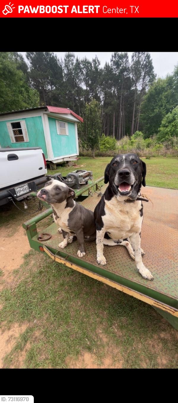 Lost Male Dog last seen Near CR 2569 center TX 75935, Center, TX 75935