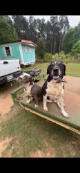 Lost Male Dog last seen Near CR 2569 center TX 75935, Center, TX 75935