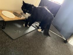 Reunited Female Cat last seen Marshfield road fishponds, Bristol City, England 