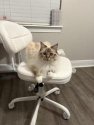 Lost Female Cat last seen Near o’conee street, Kissimmee, FL 34747