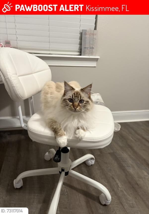 Lost Female Cat last seen Near o’conee street, Kissimmee, FL 34747
