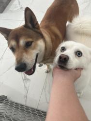 Lost Male Dog last seen norma butler, Miami, FL 33196