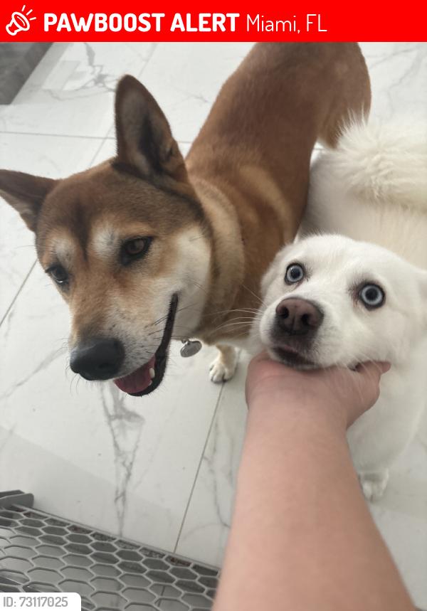 Lost Male Dog last seen norma butler, Miami, FL 33196