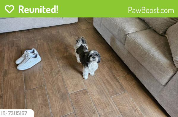 Reunited Female Dog last seen Bellows Ct and Winslow Homer Dr, El Paso, TX 79936