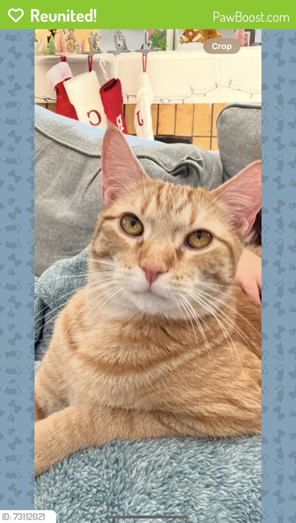 Reunited Male Cat last seen Fillmore & institute, Colorado Springs, CO 80907