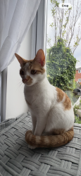 Reunited Male Cat last seen Heinz Factory, Kitt Green, England WN5 0JP