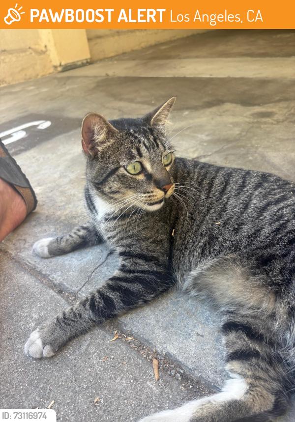 Found/Stray Unknown Cat last seen Hollywood & Labrea - Marshfield Alley, Los Angeles, CA 90046