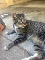 Found/Stray Unknown Cat last seen Hollywood & Labrea - Marshfield Alley, Los Angeles, CA 90046