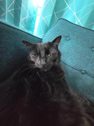 Reunited Male Cat last seen Nearest Petrovisk park, Renton, WA 98055