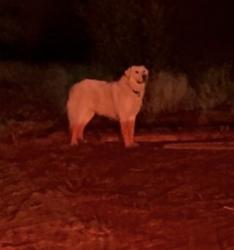 Reunited Unknown Dog last seen Near eagle canyon trail, Corona, CA 92881