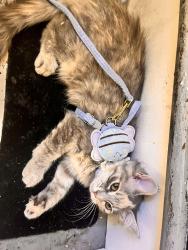 Lost Female Cat last seen Near Ogden court , East Brunswick, NJ 08816