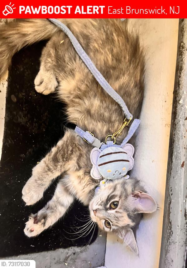 Lost Female Cat last seen Near Ogden court , East Brunswick, NJ 08816