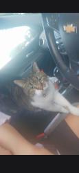 Lost Female Cat last seen Emerson amd San Filippo., Palm Bay, FL 32905