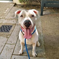 Shelter Stray Male Dog last seen , 361 S Raymond Ave, Pasadena, CA 91105, USA