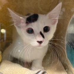 Shelter Stray Male Cat last seen , 361 S Raymond Ave, Pasadena, CA 91105, USA