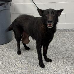 Shelter Stray Female Dog last seen , 328 Furman Hall Rd, Greenville, SC 29609, USA
