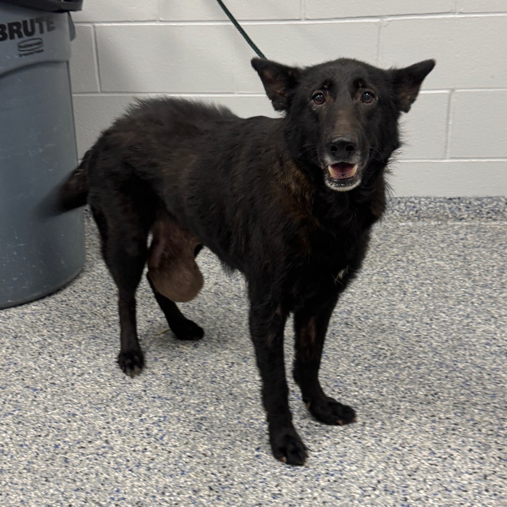 Shelter Stray Female Dog last seen , 328 Furman Hall Rd, Greenville, SC 29609, USA