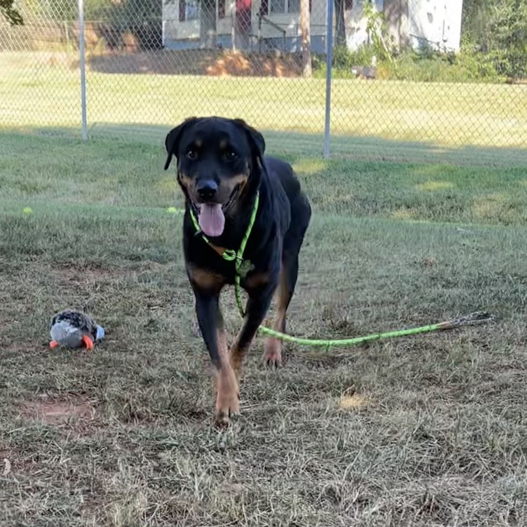 Shelter Stray Female Dog last seen , 328 Furman Hall Rd, Greenville, SC 29609, USA