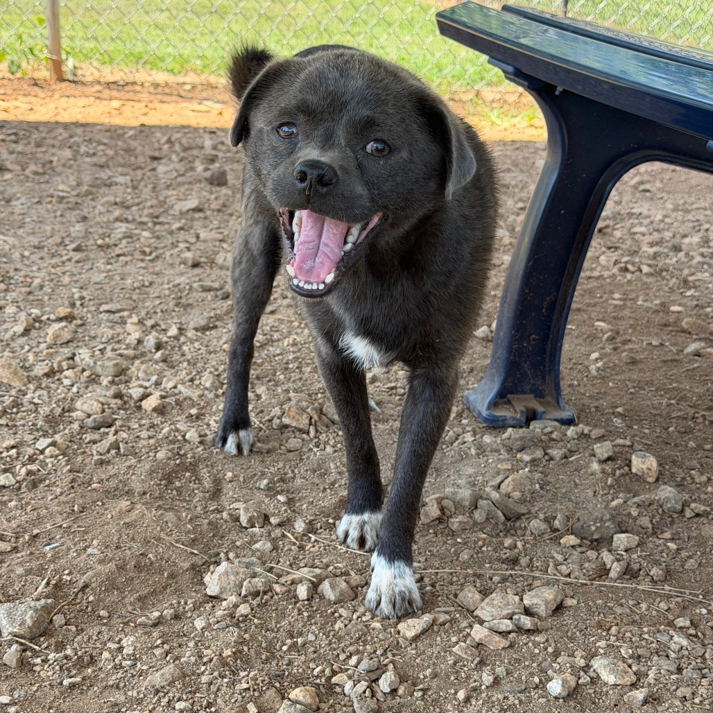 Shelter Stray Male Dog last seen , 328 Furman Hall Rd, Greenville, SC 29609, USA