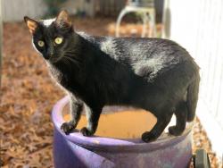 Lost Female Cat last seen Waterway Rd & Windhaven near Voss, Dallas, TX 75287