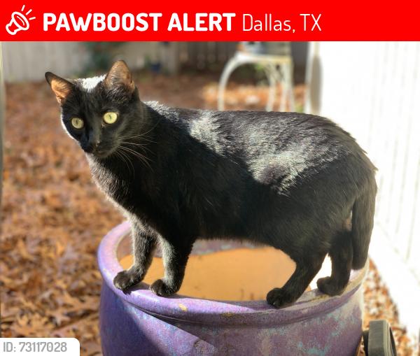 Lost Female Cat last seen Waterway Rd & Windhaven near Voss, Dallas, TX 75287