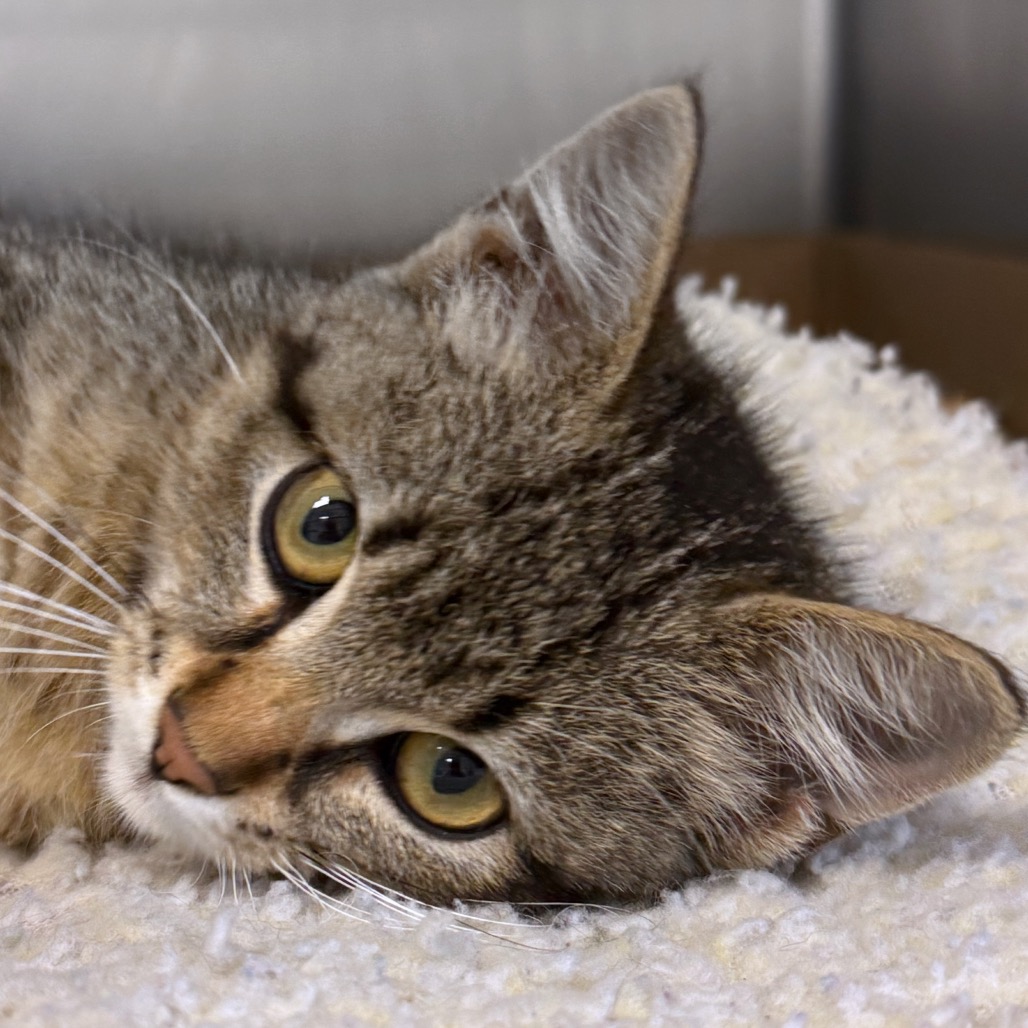 Shelter Stray Female Cat last seen , 3173 K-68 Hwy, Ottawa, KS 66067, USA
