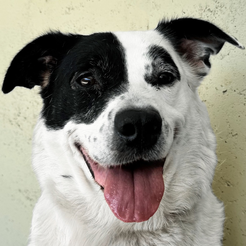 Shelter Stray Female Dog last seen , 3173 K-68 Hwy, Ottawa, KS 66067, USA
