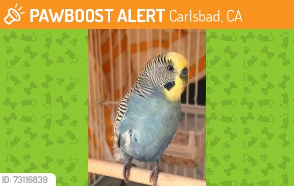 Found/Stray Unknown Bird last seen Hosp Way and Pinecrest Way, Carlsbad, CA 92008