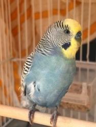 Found/Stray Unknown Bird last seen Hosp Way and Pinecrest Way, Carlsbad, CA 92008