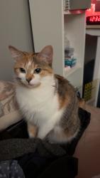 Lost Female Cat last seen Near Bothell Everett Hwy, Bothell, WA 98012, Bothell, WA 98012