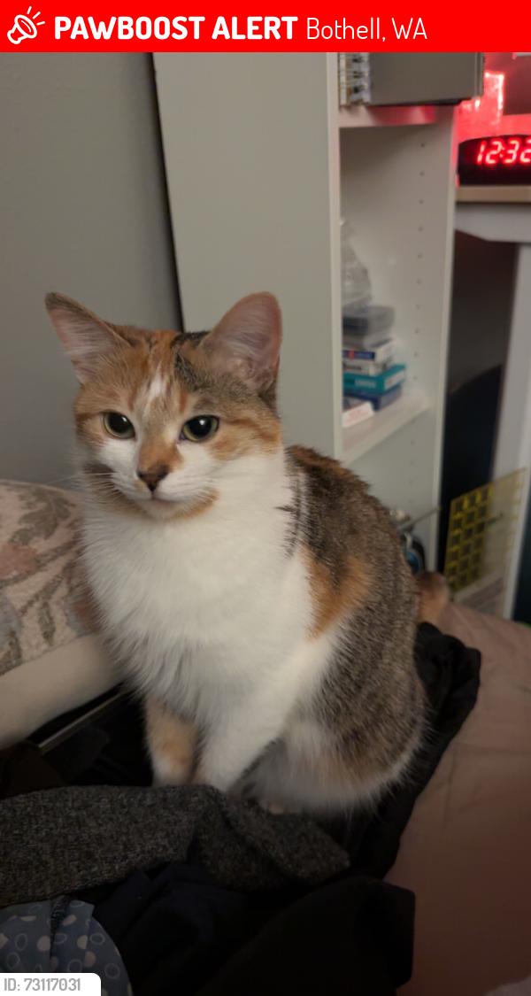 Lost Female Cat last seen Near Bothell Everett Hwy, Bothell, WA 98012, Bothell, WA 98012