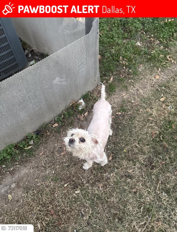 Lost Female Dog last seen Hiawatha St. Dallas, Tx, Dallas, TX 75212