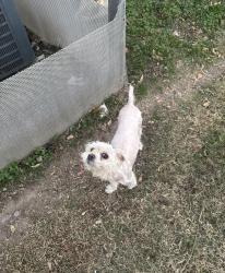Lost Female Dog last seen Hiawatha St. Dallas, Tx, Dallas, TX 75212