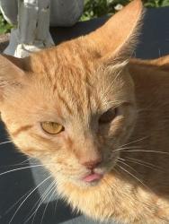 Found/Stray Male Cat last seen Raymond Ave, Spanish Lake, MO 63138